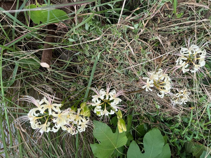 雑草の中に咲く白いヒガンバナ